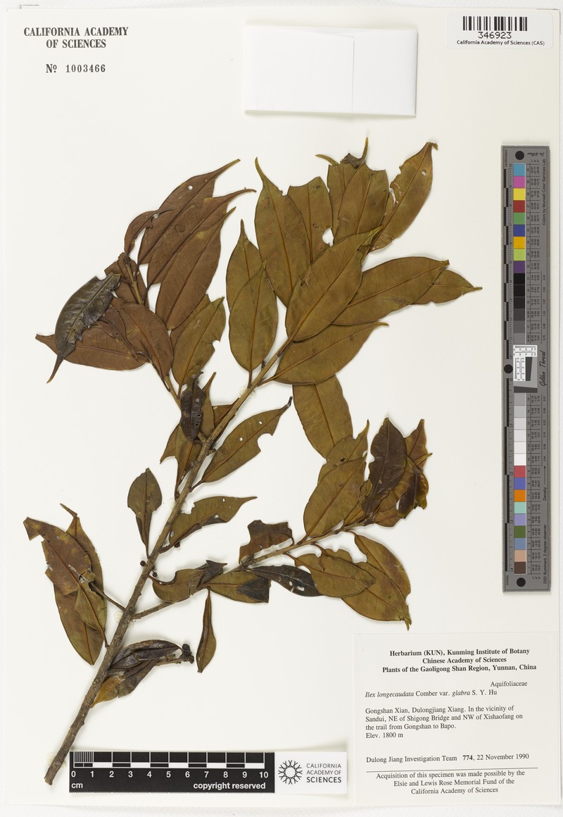 Ilex longecaudata photo 5
