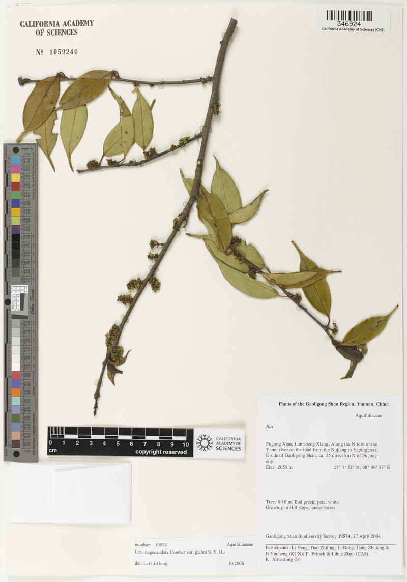 Ilex longecaudata var. glabra