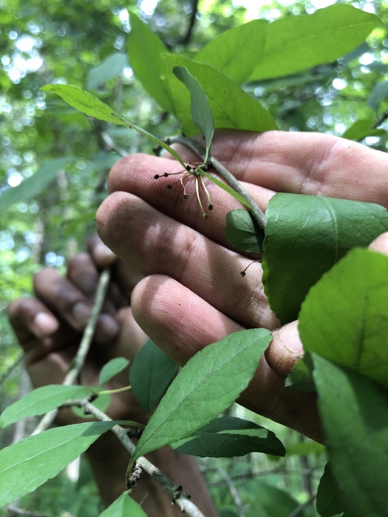 Georgia Holly
