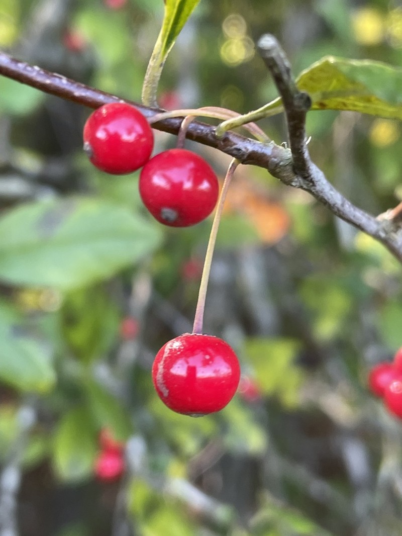 Georgia Holly photo 2