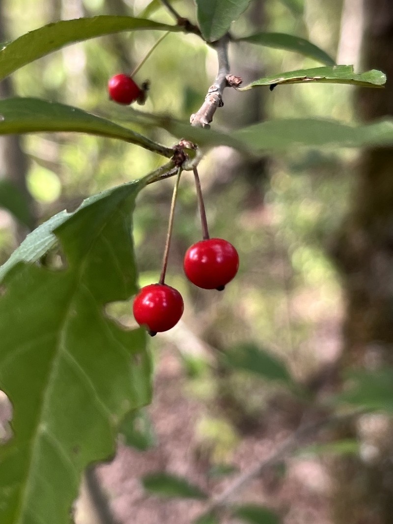 Georgia Holly photo 3