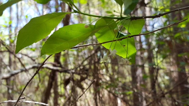 Georgia Holly photo 6