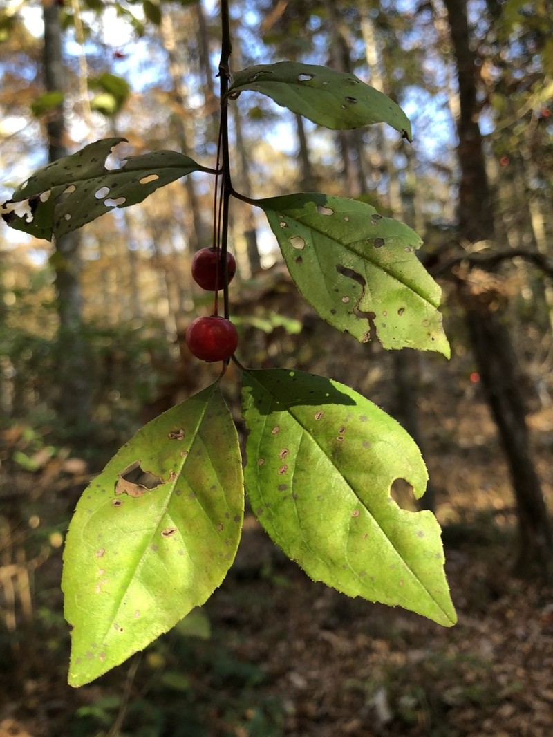 Georgia Holly photo 7