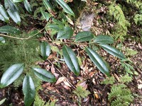 Ilex lonicerifolia