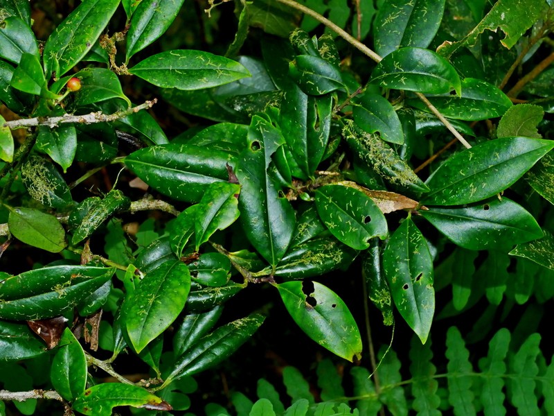 Ilex lonicerifolia photo 2