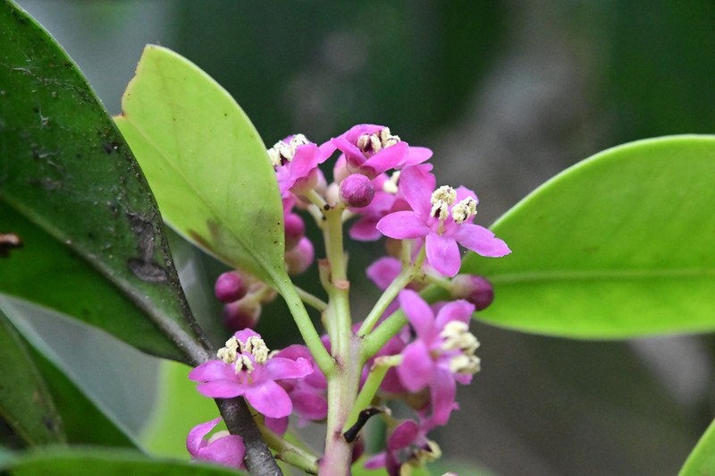 Ilex lonicerifolia photo 3