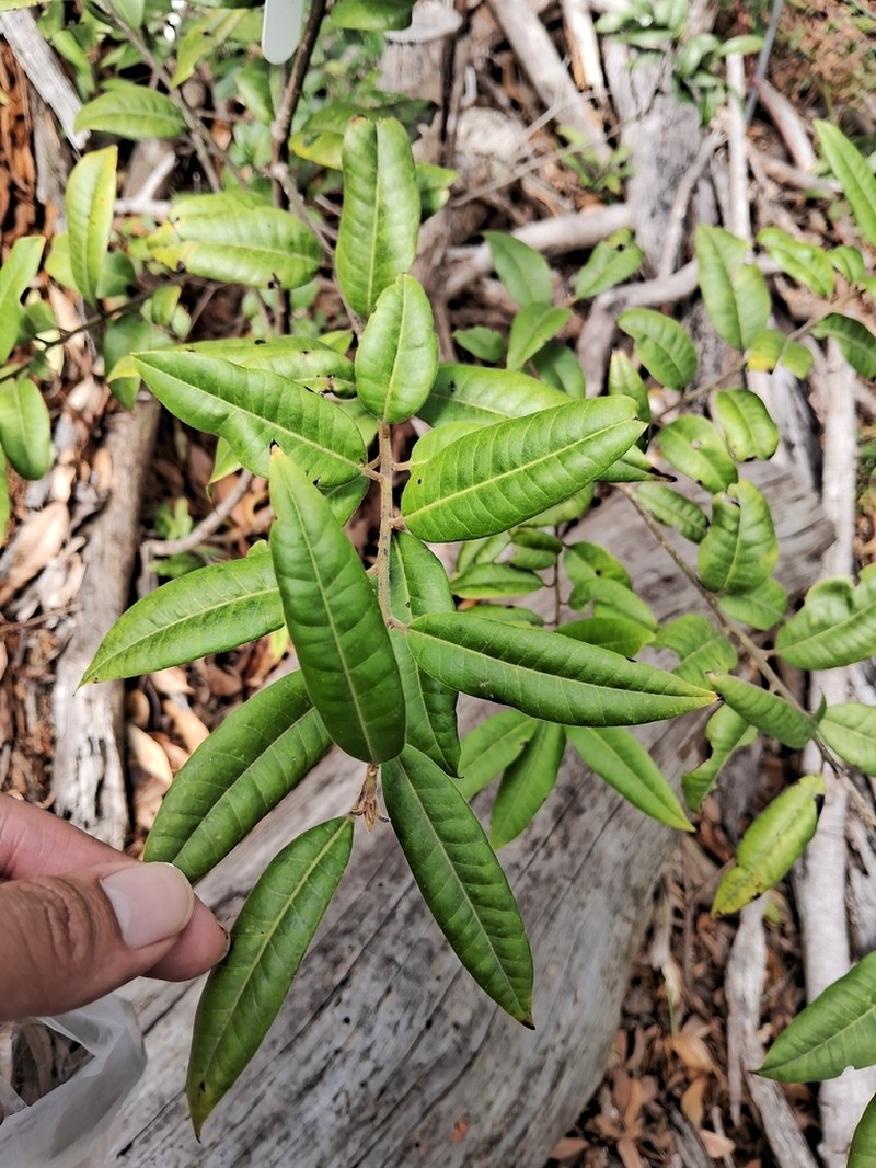 Ilex lonicerifolia photo 4