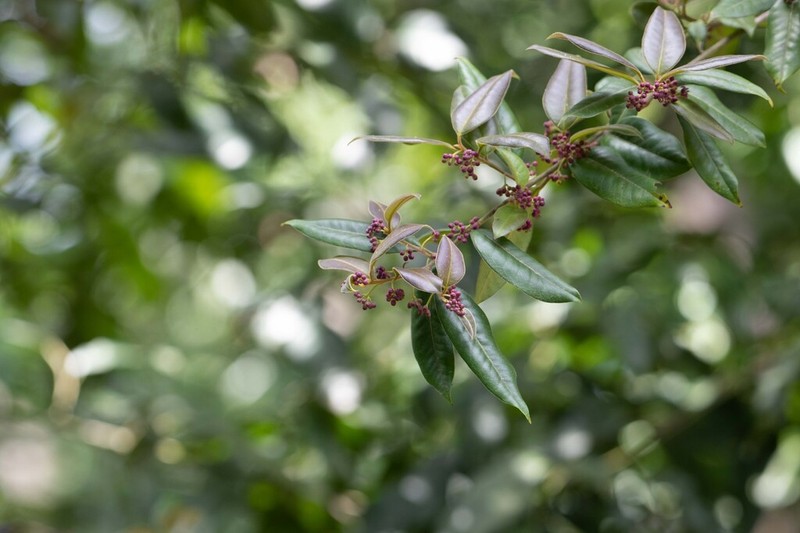 Ilex lonicerifolia photo 5