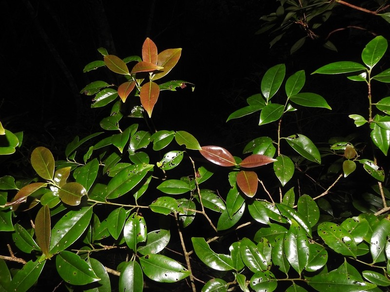 Ilex lonicerifolia photo 6