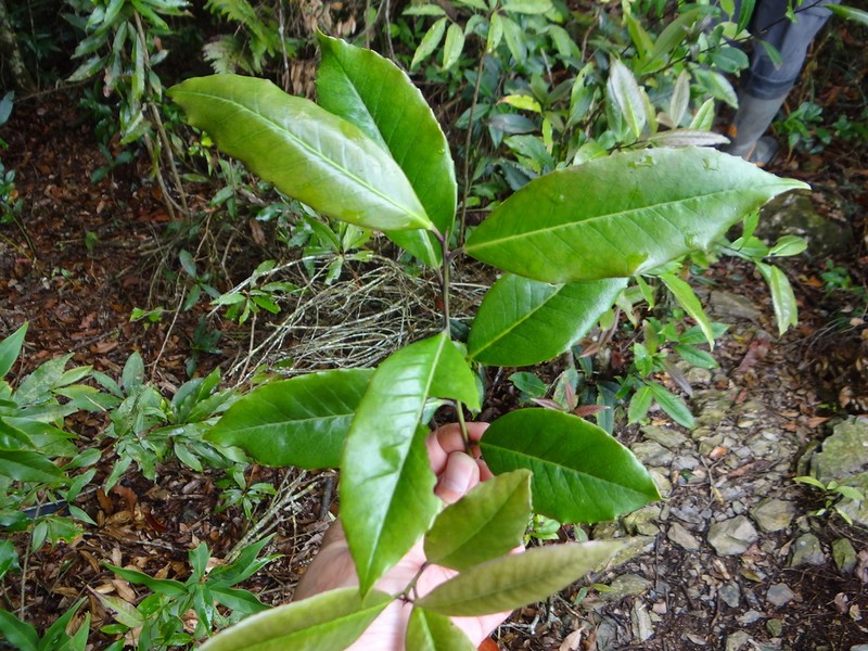 Ilex lonicerifolia photo 8