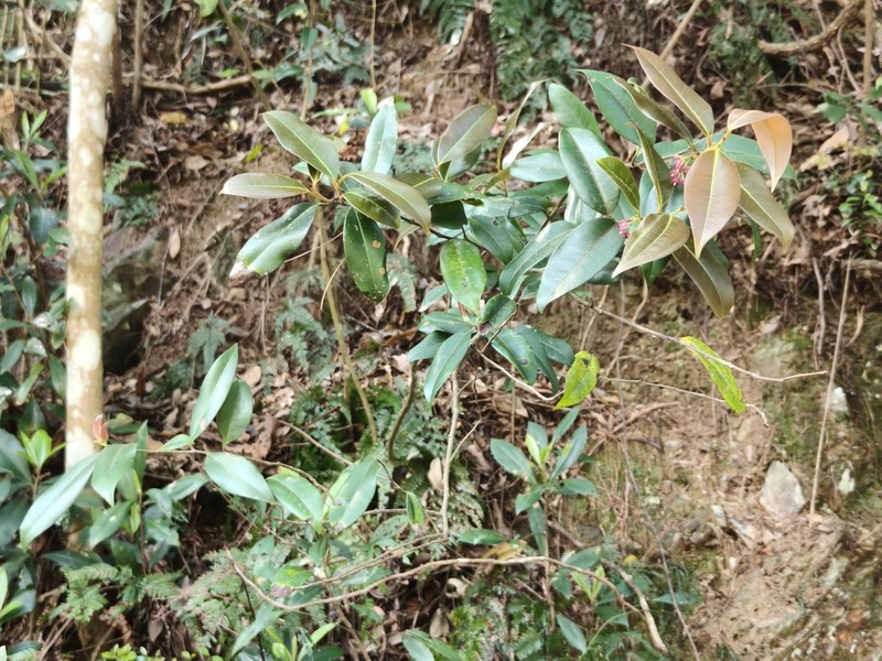 Ilex lonicerifolia var. lonicerifolia