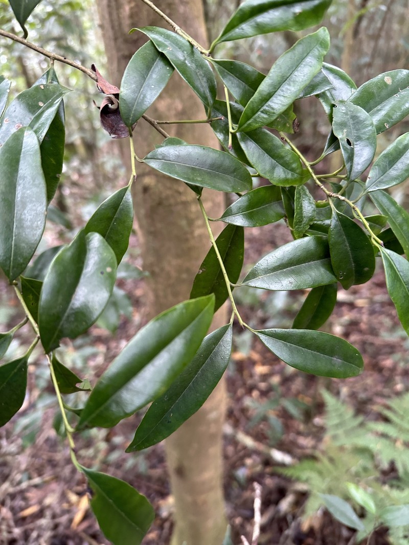 Ilex lonicerifolia var. lonicerifolia photo 2