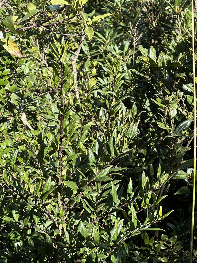 Ilex lonicerifolia var. lonicerifolia photo 3