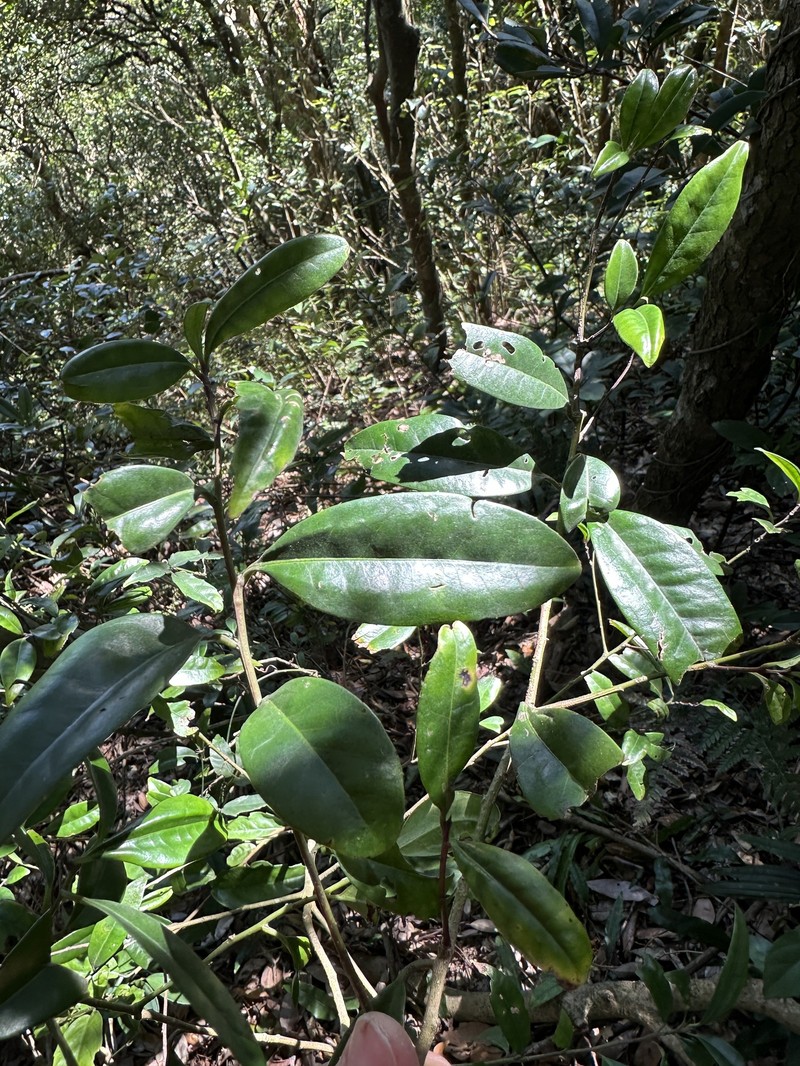 Ilex lonicerifolia var. lonicerifolia photo 4