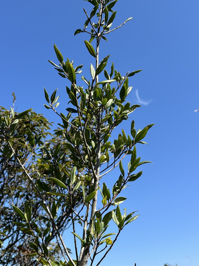 Ilex lonicerifolia var. lonicerifolia photo 5