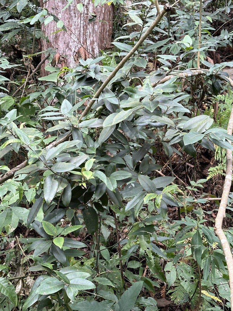 Ilex lonicerifolia var. lonicerifolia photo 6