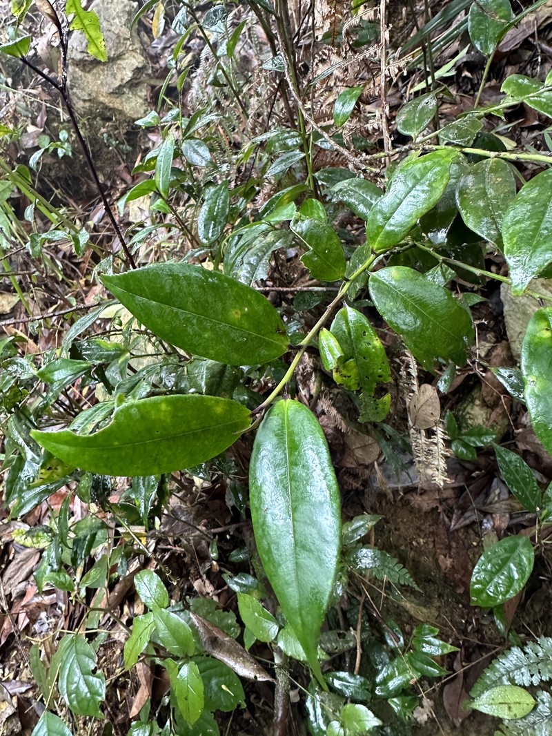 Ilex lonicerifolia var. lonicerifolia photo 7