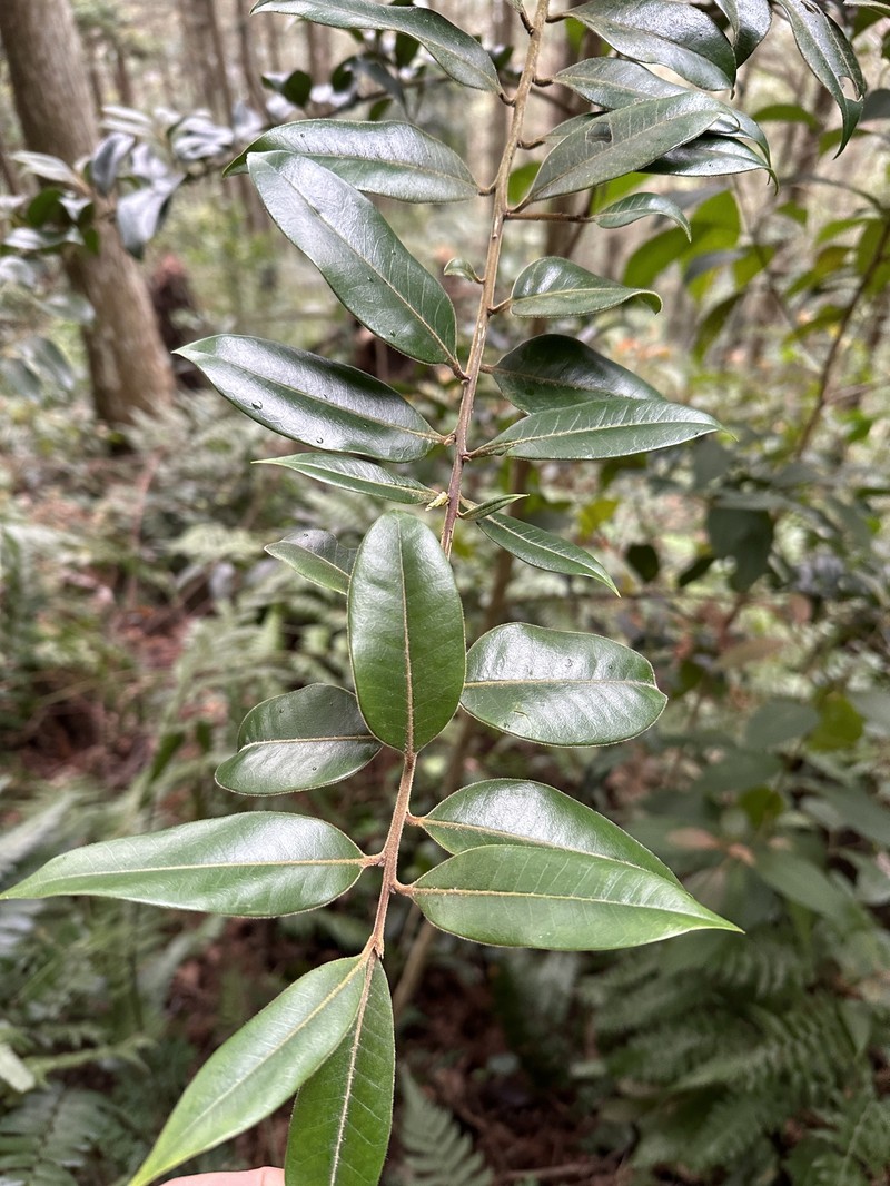 Ilex lonicerifolia var. lonicerifolia photo 8