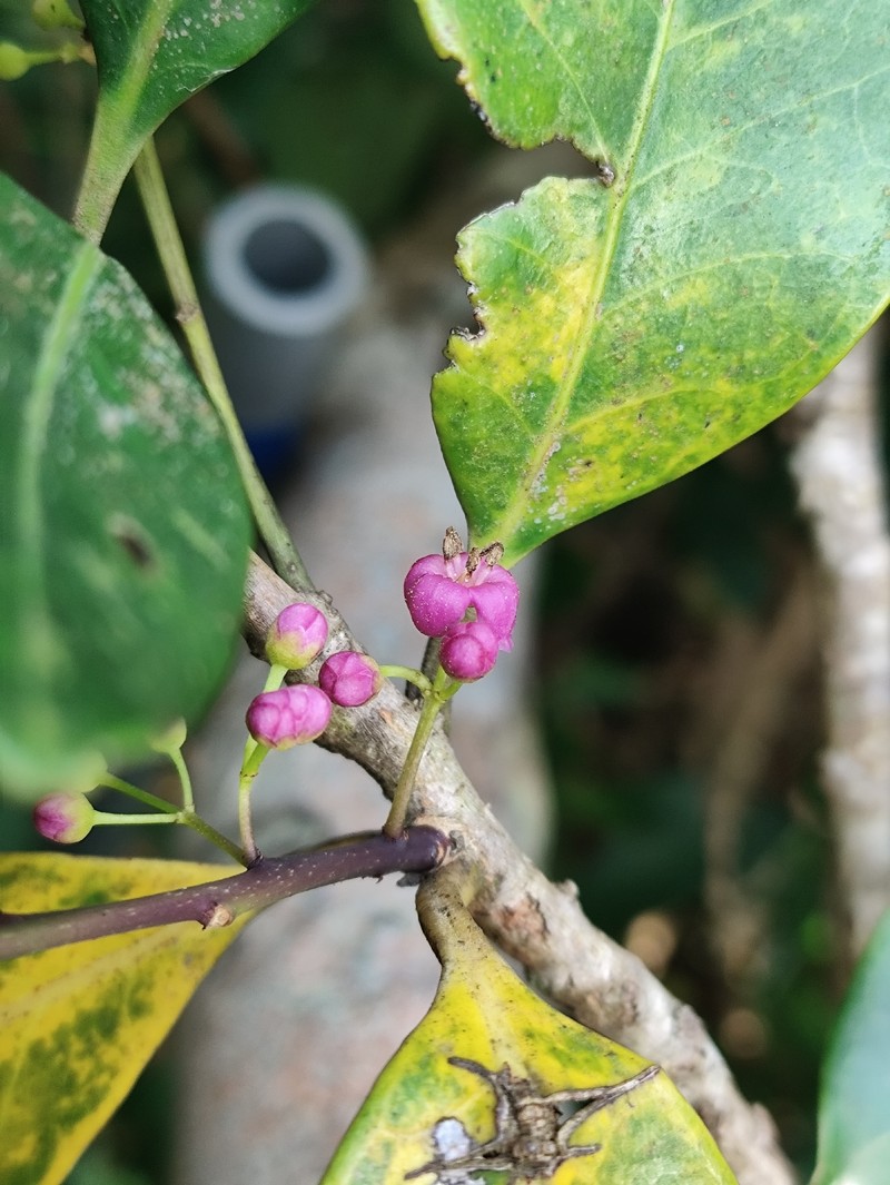 Ilex lonicerifolia var. matsudae