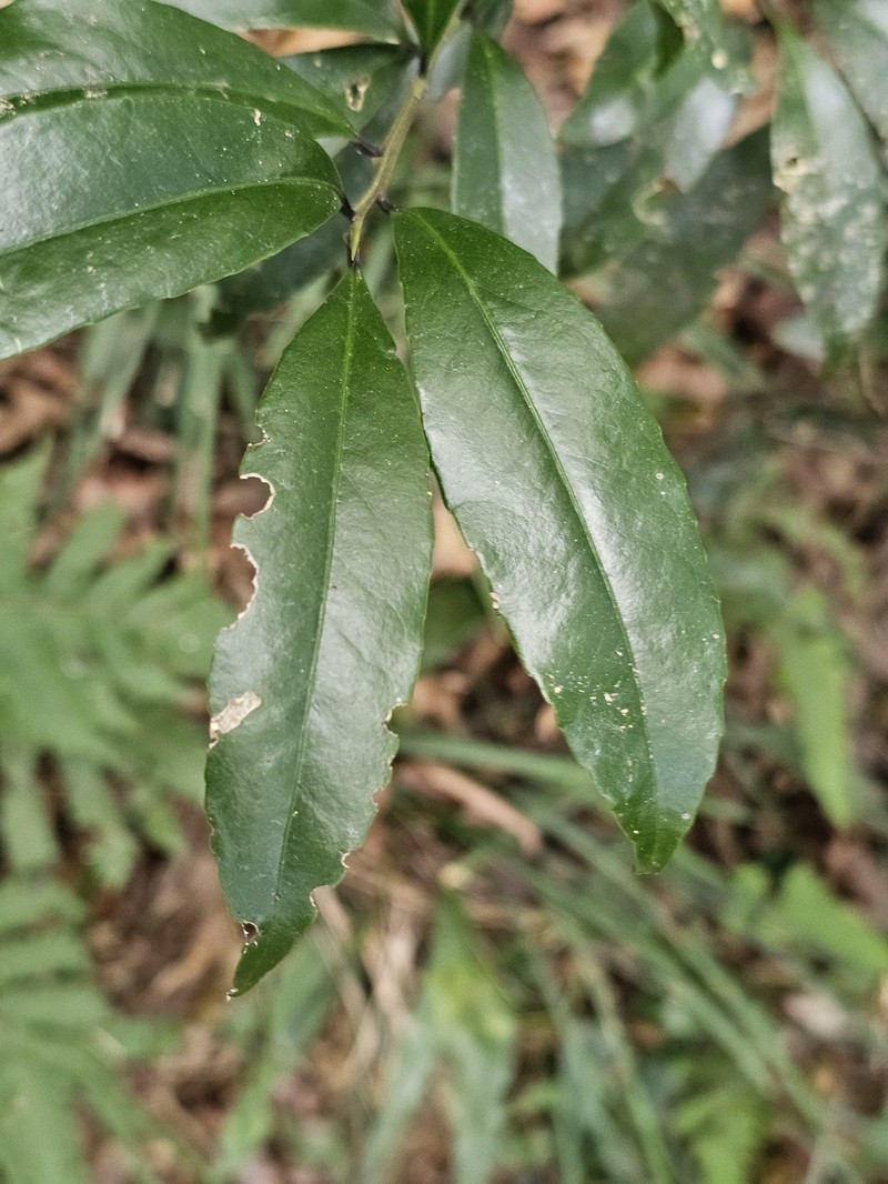 Ilex lonicerifolia var. matsudae photo 2