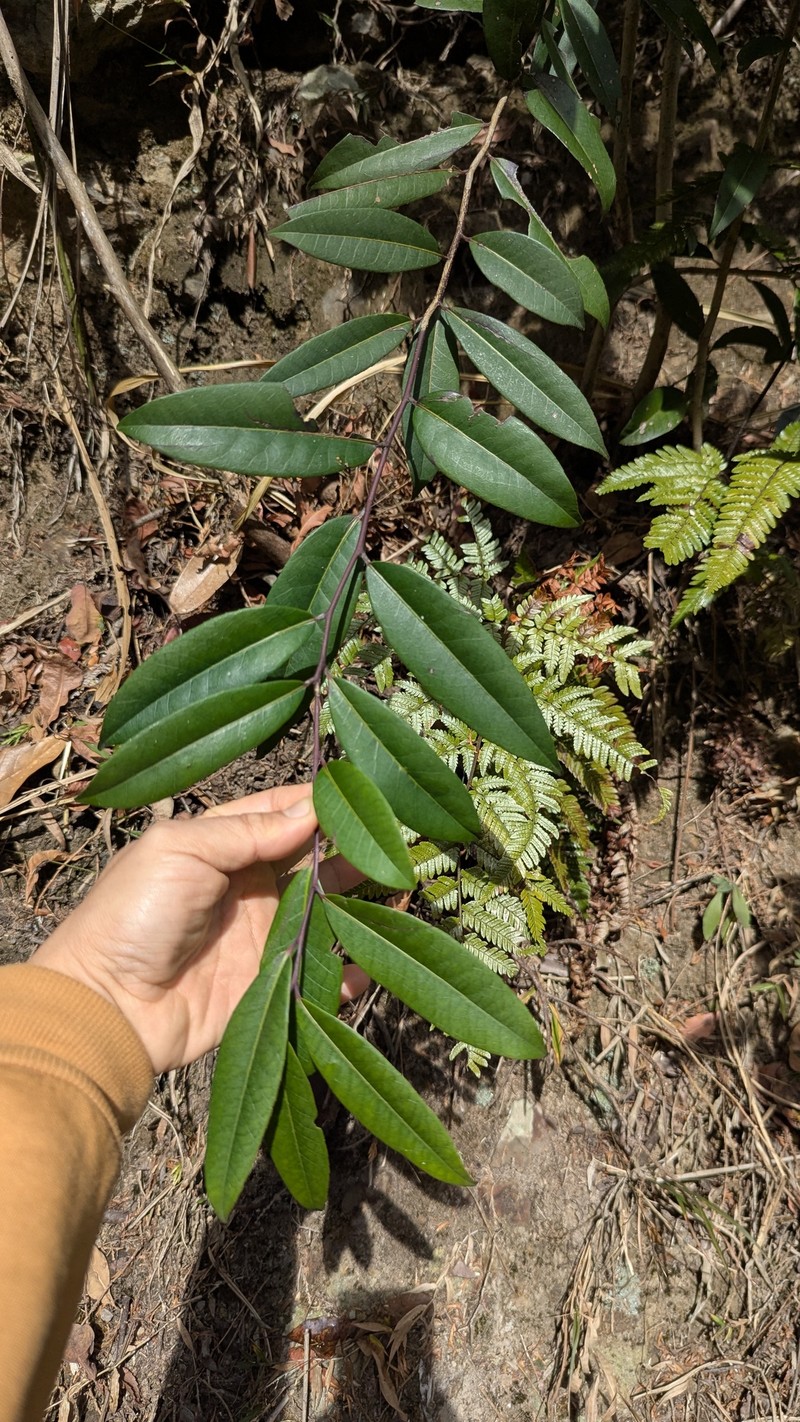 Ilex lonicerifolia var. matsudae photo 3