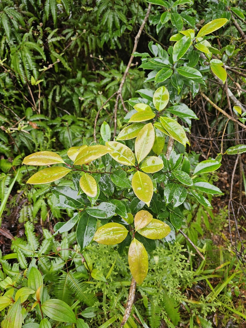 Ilex lonicerifolia var. matsudae photo 4