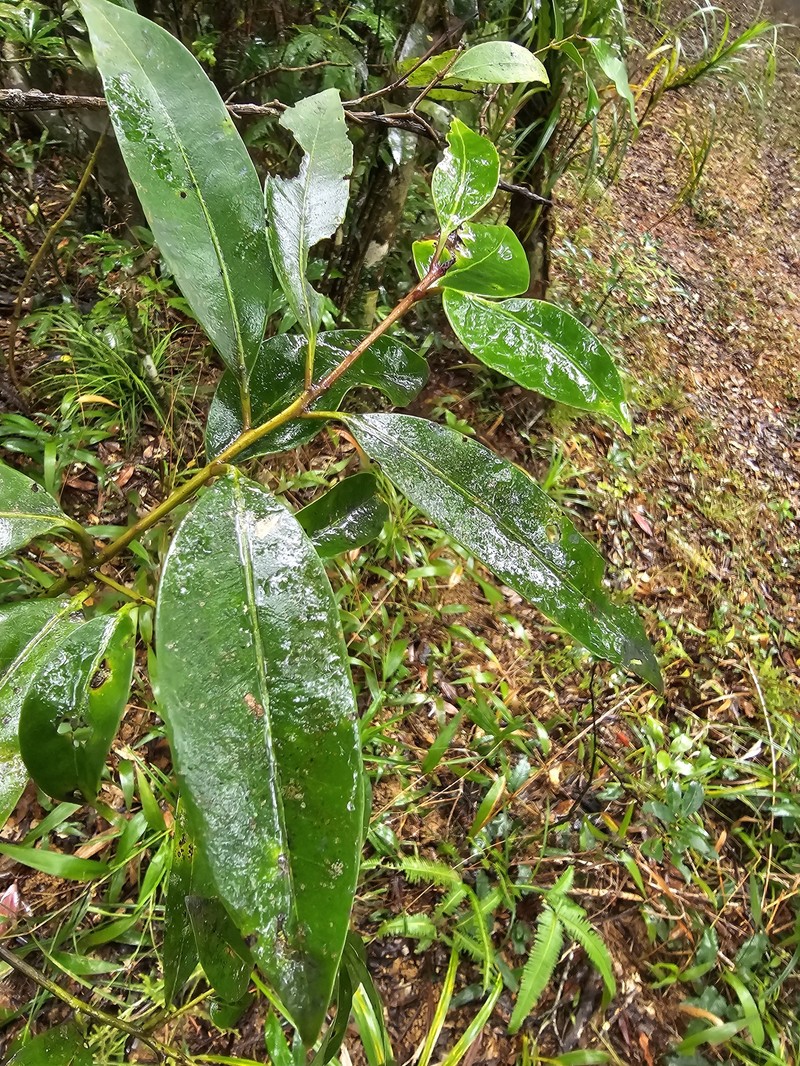 Ilex lonicerifolia var. matsudae photo 5