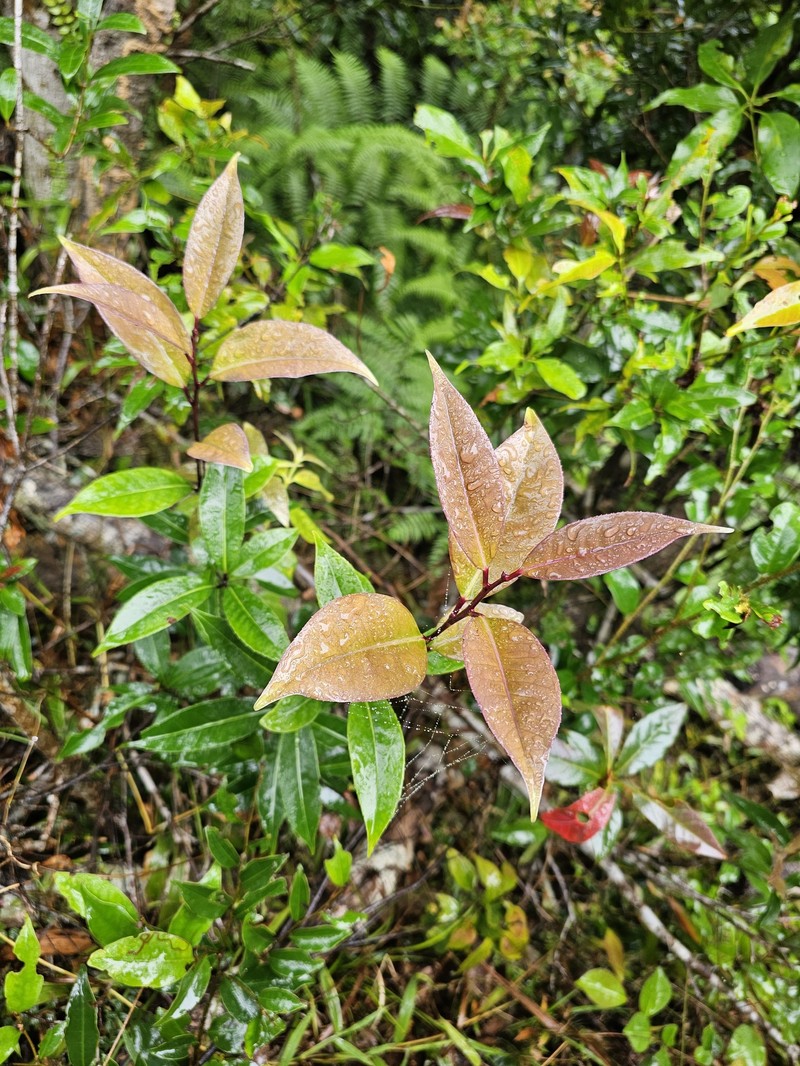 Ilex lonicerifolia var. matsudae photo 6