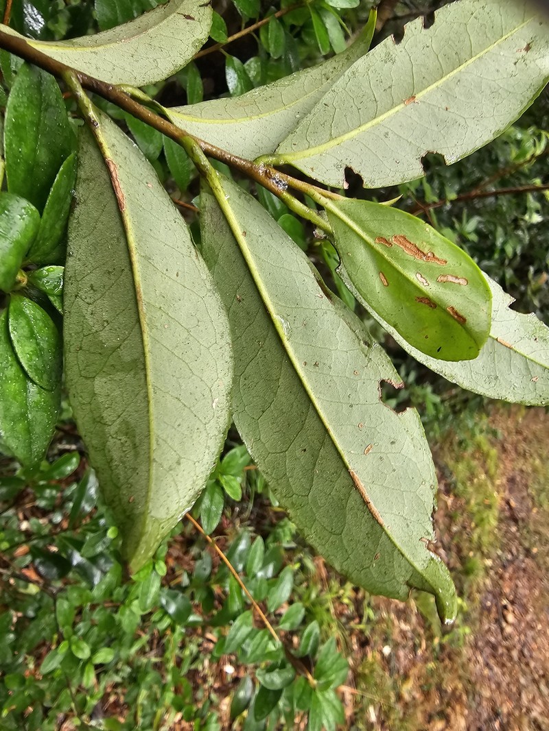 Ilex lonicerifolia var. matsudae photo 7