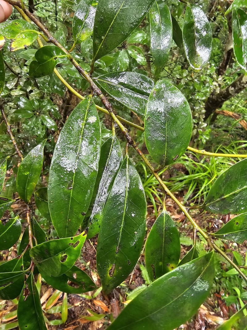 Ilex lonicerifolia var. matsudae photo 8