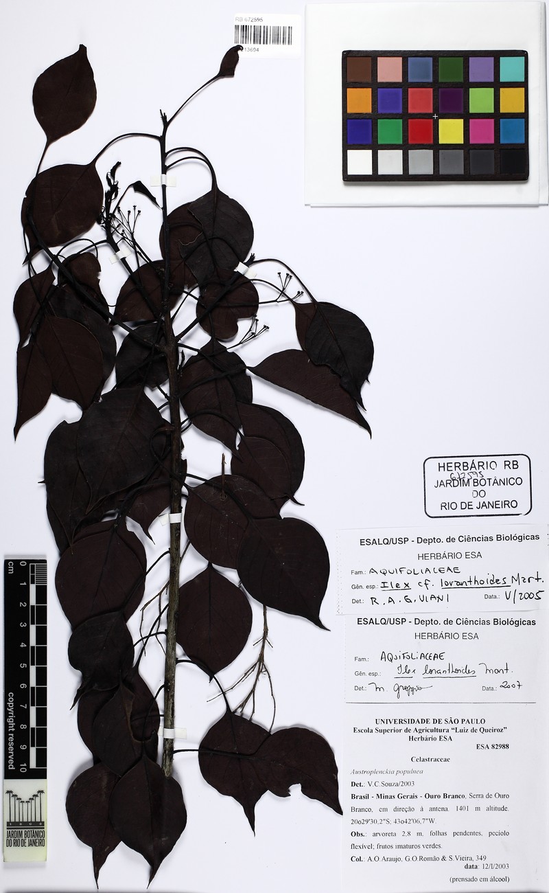 Ilex loranthoides