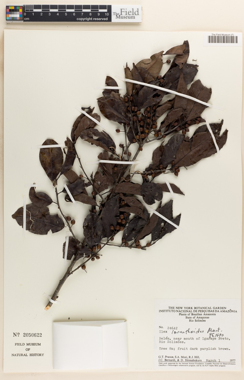 Ilex loranthoides photo 2