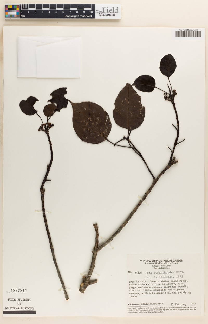 Ilex loranthoides photo 3