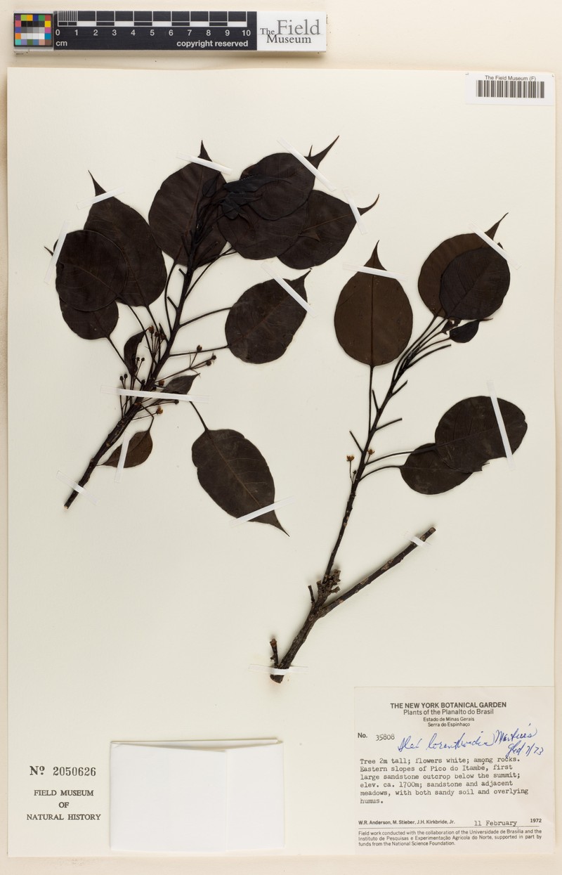 Ilex loranthoides photo 4
