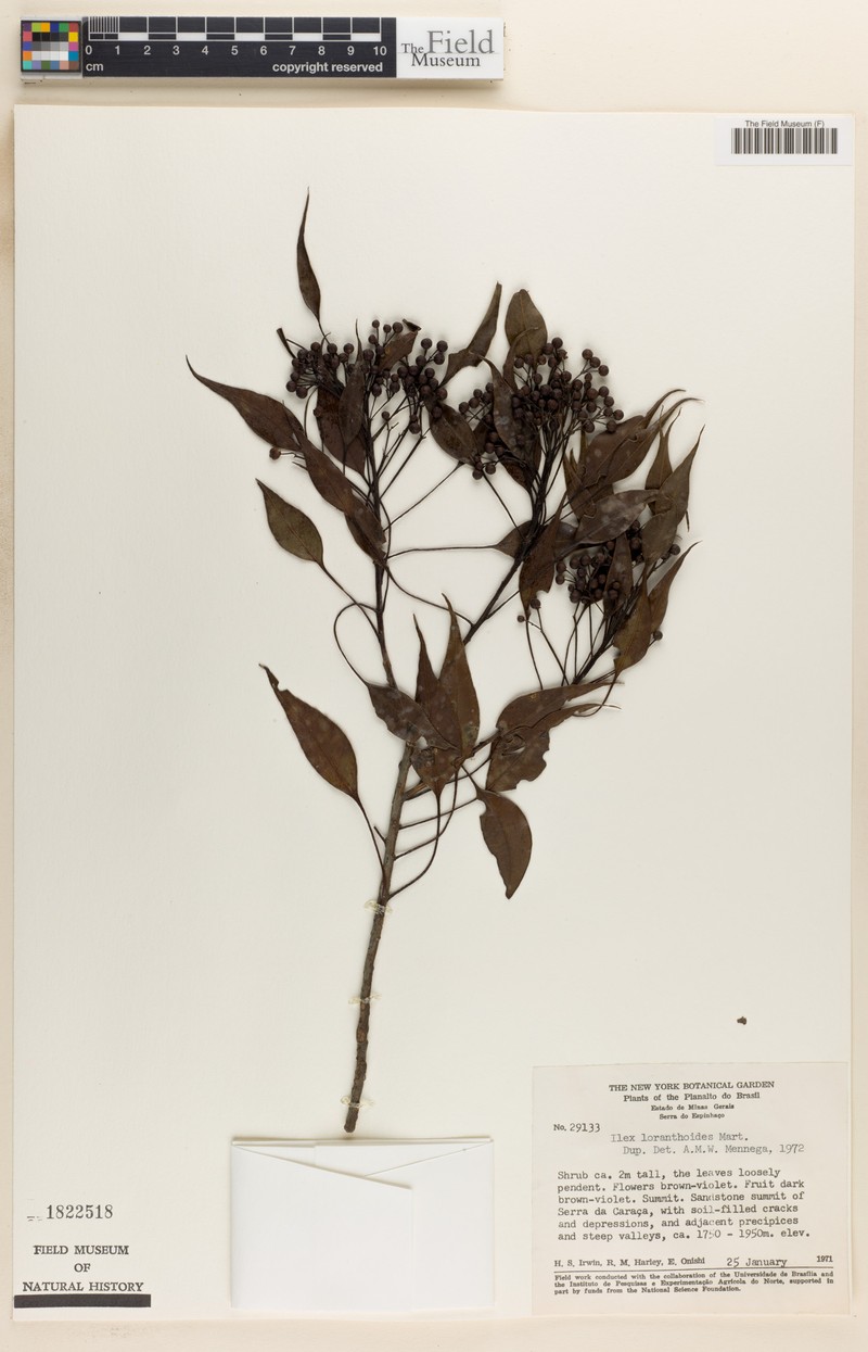 Ilex loranthoides photo 5