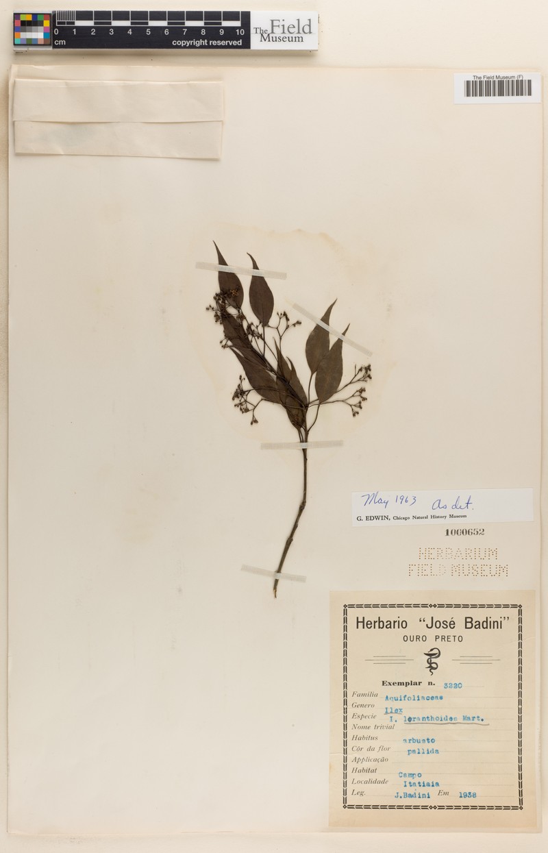 Ilex loranthoides photo 6