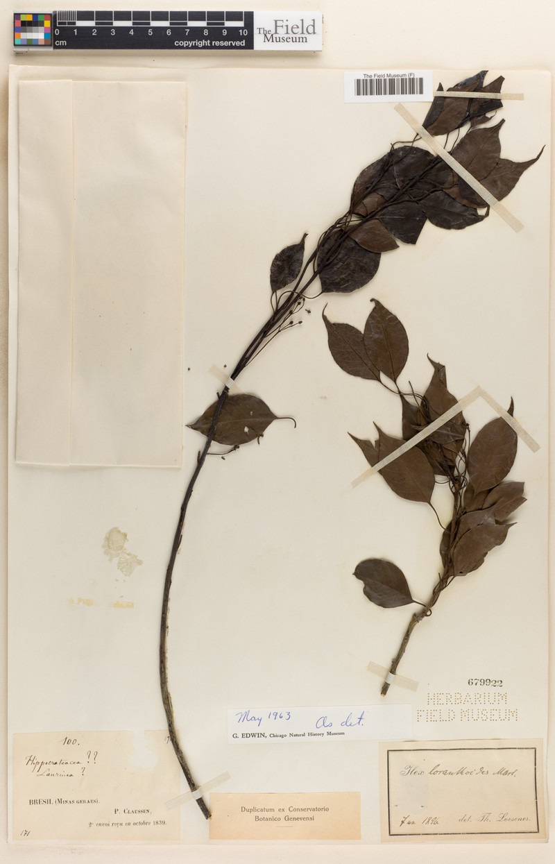 Ilex loranthoides photo 7