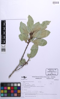 Ilex lundii