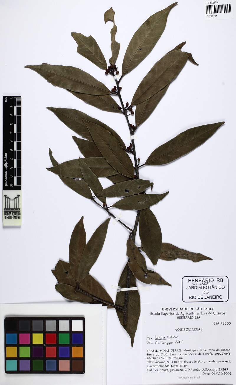 Ilex lundii photo 2