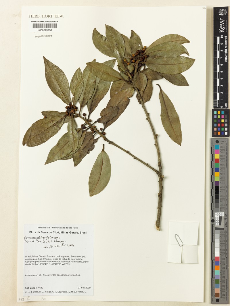 Ilex lundii photo 3