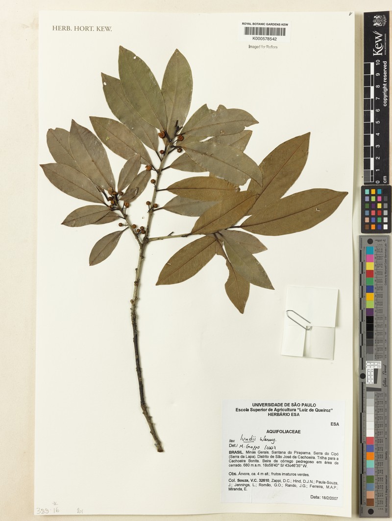 Ilex lundii photo 4