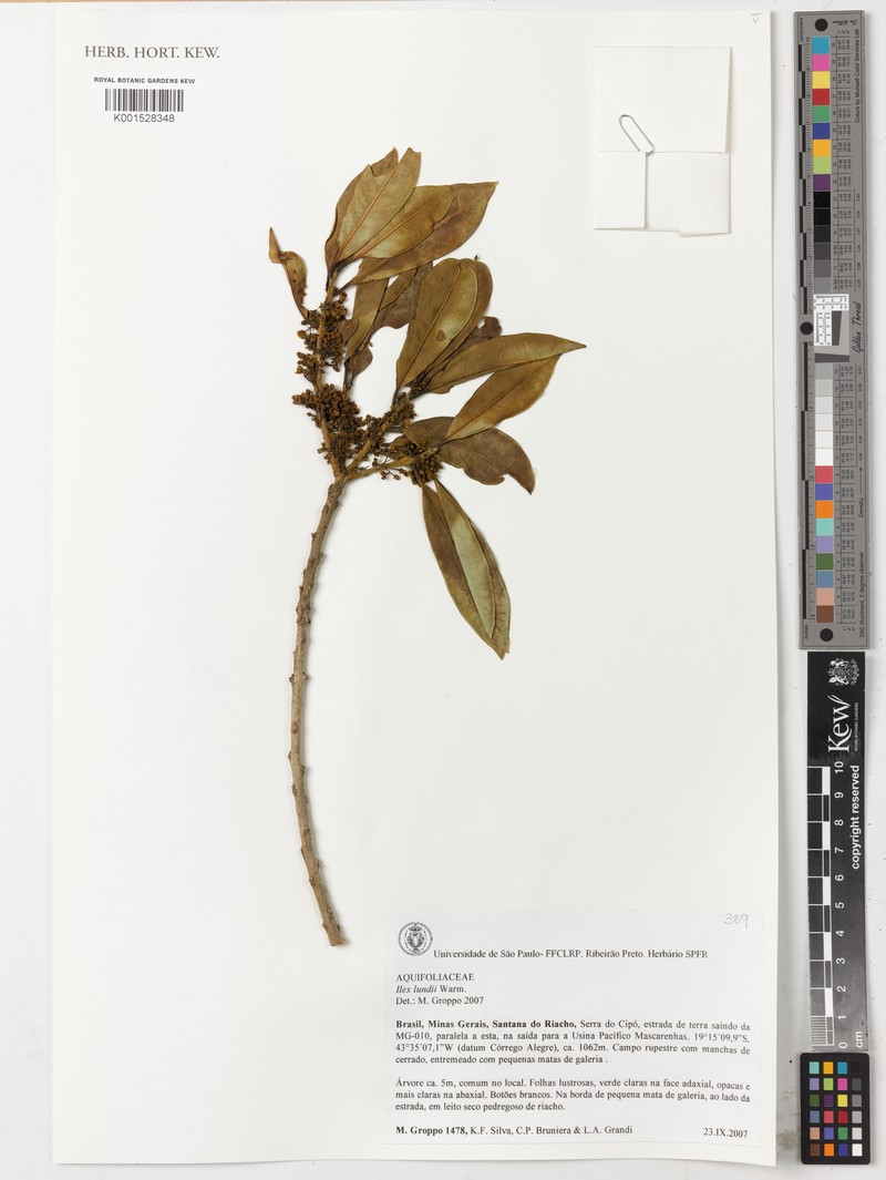 Ilex lundii photo 5
