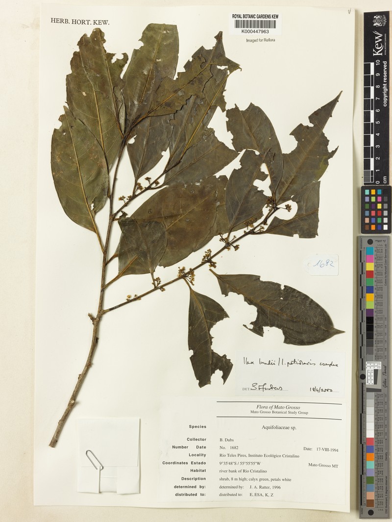 Ilex lundii photo 6