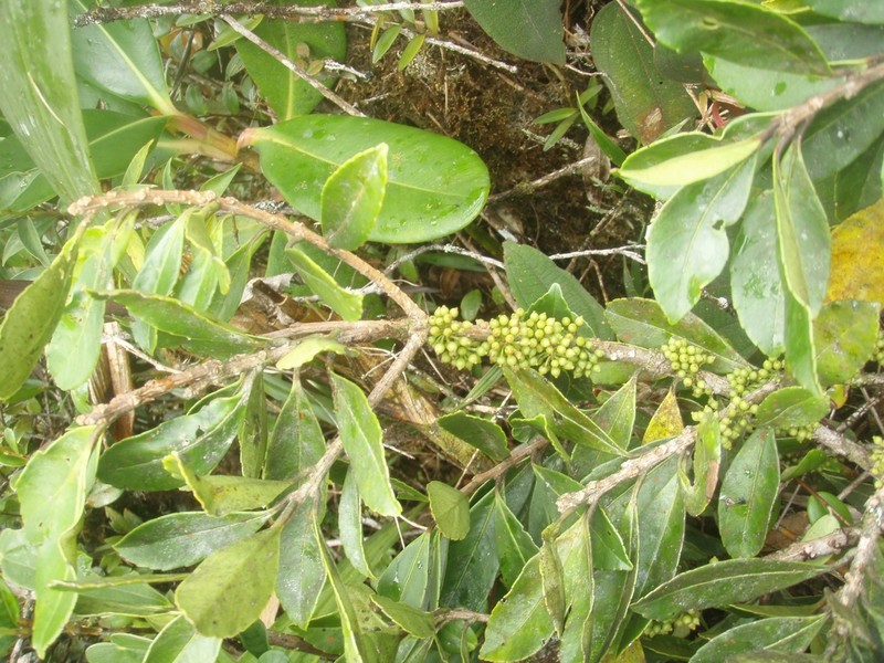 Ilex maasiana