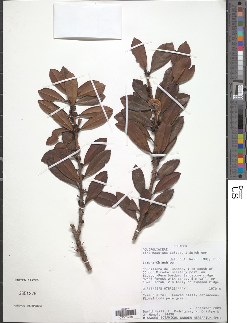 Ilex maasiana photo 2