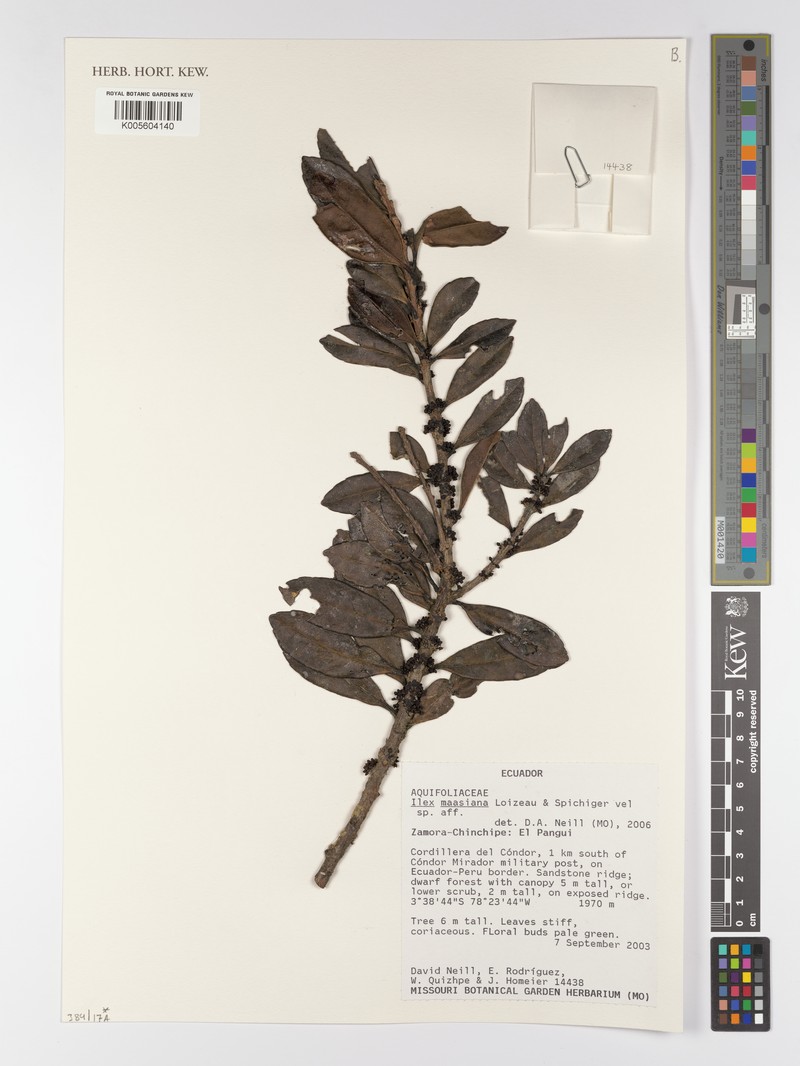 Ilex maasiana photo 3