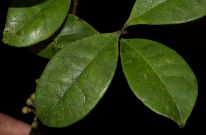 Ilex macarenensis