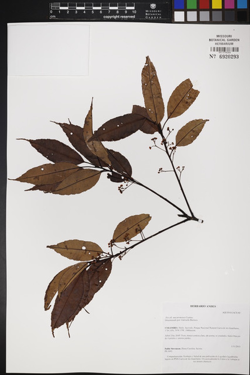 Ilex macarenensis photo 2