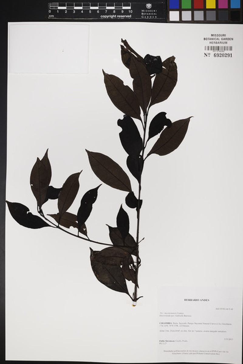 Ilex macarenensis photo 3