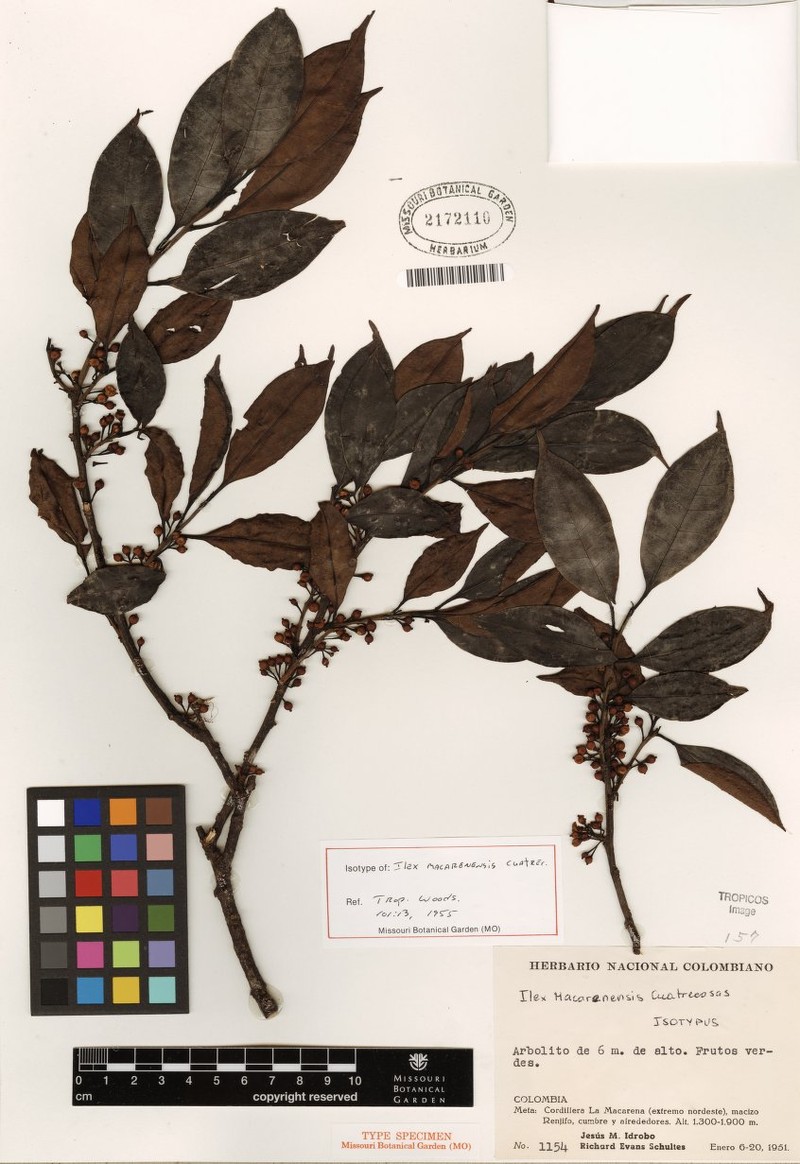 Ilex macarenensis photo 4